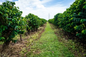Kauai Coffee Company   Hawaii 8127